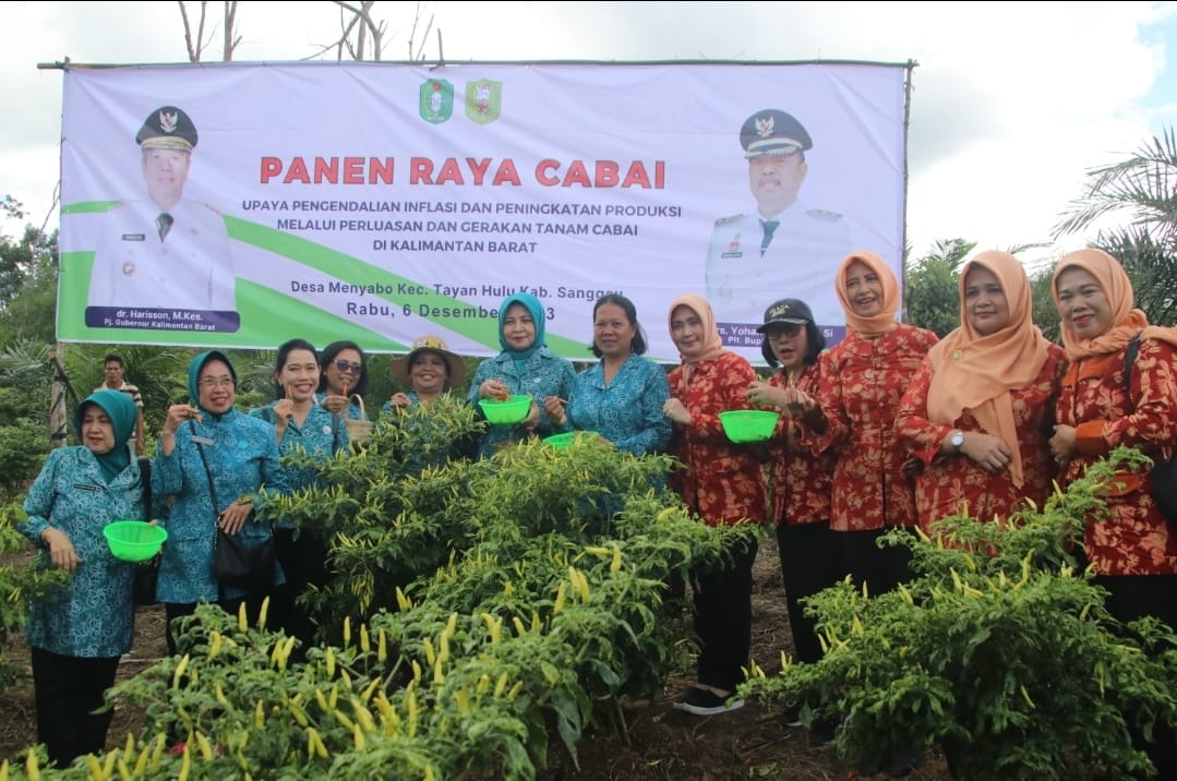 Kebun Cabai Menyabo